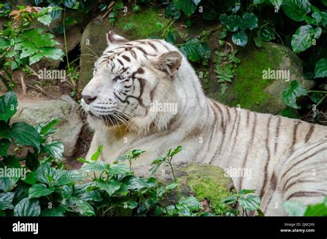 tigre du bengale hermes|Tigre du bengale white .